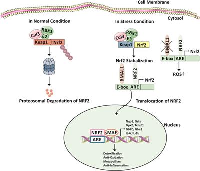 Understanding the Emerging Link Between Circadian Rhythm, Nrf2 Pathway, and Breast Cancer to Overcome Drug Resistance